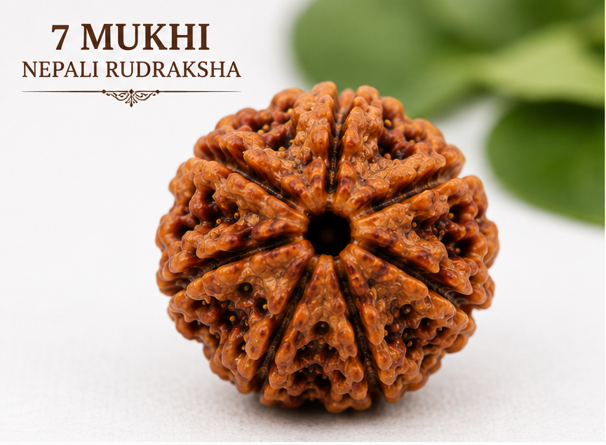 7 Mukhi Nepali Rudraksha - Saat Mukhi