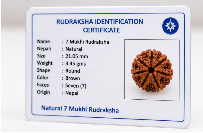 7 Mukhi Nepali Rudraksha - Saat Mukhi