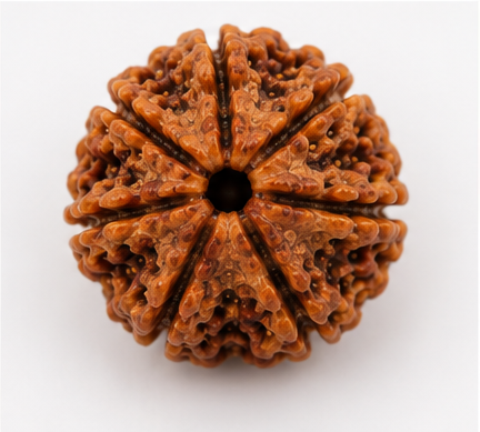 7 Mukhi Nepali Rudraksha - Saat Mukhi